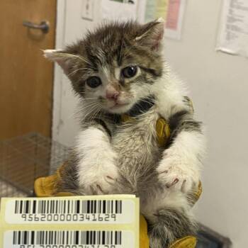 Red Potato -  Domestic Short Hair Cat for Adoption in Charleston, West Virginia - Red Potato | PetCurious