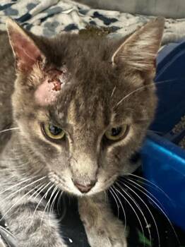 RENO -  Domestic Short Hair Cat for Adoption in Elizabethton, Tennessee - RENO | PetCurious