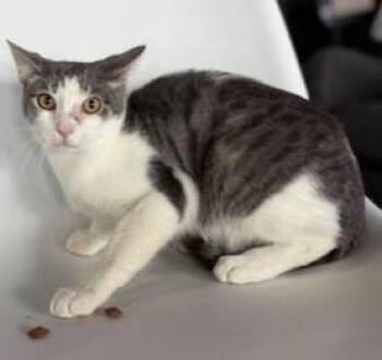 Rescue Domestic Short Hair Cats for Adoption in Liverpool, Texas - SnowCap | PetCurious