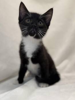 Domestic Short Hair and Tuxedo Cats Available for Adoption in Greensboro, North Carolina - Camille | PetCurious
