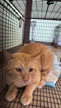 Domestic Short Hair Cats Available for Adoption in New Braunfels, Texas - Sharon Feral 68 | PetCurious