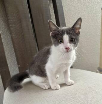 Oliver -  Domestic Short Hair Cat for Adoption in Lafayette, Colorado - Oliver | PetCurious