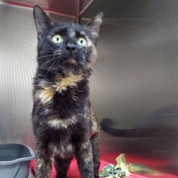Gemini -  Domestic Short Hair Cat for Adoption in Lake Havasu City, Arizona - Gemini | PetCurious