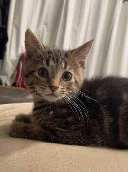 Domestic Short Hair Cats Available for Adoption in West Peoria, Illinois - Cheese And Crackers G. (blue Collar) | PetCurious