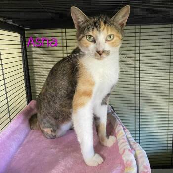 Asha -  Domestic Short Hair Cat for Adoption in Parkersburg, West Virginia - Asha | PetCurious