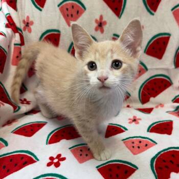 Fang 60548 -  Domestic Medium Hair Cat for Adoption in Kittanning, Pennsylvania - Fang 60548 | PetCurious