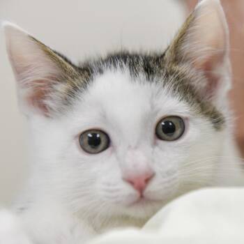 Eureka (black collar) -  Domestic Short Hair Cat for Adoption in Redwood City, California - Eureka (black Collar) | PetCurious