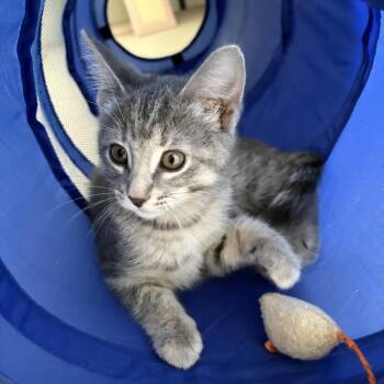 Rescue Domestic Short Hair Cats for Adoption in Saint Paul, Minnesota - Evelyn Waffles | PetCurious