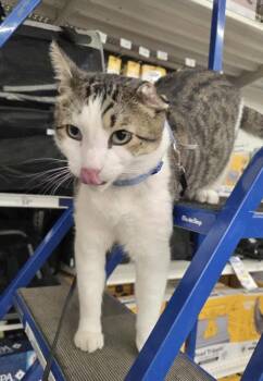 Rescue Domestic Short Hair Cats for Adoption in Chicago, Illinois - Milo (aka Jerry) | PetCurious