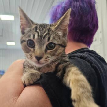 Domestic Short Hair Cats Available for Adoption in Corydon, Indiana - Peter Rabbit | PetCurious