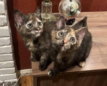 Pixie and Sophie -  Tortoiseshell Cat for Adoption - Pixie And Sophie | PetCurious