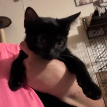 Plum Pudding -  Domestic Short Hair Cat for Adoption in Layton, Utah - Plum Pudding | PetCurious