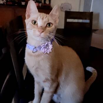 Rescue Domestic Short Hair Cats for Adoption in Austin, Texas - Highschool Crush | PetCurious