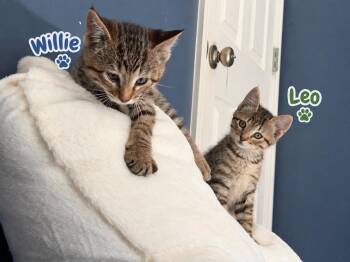 Willie -  Domestic Short Hair Cat for Adoption in St. Peters, Missouri - Willie | PetCurious