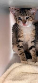 #2 -  Domestic Short Hair Cat for Adoption in Honolulu, Hawaii - #2 | PetCurious