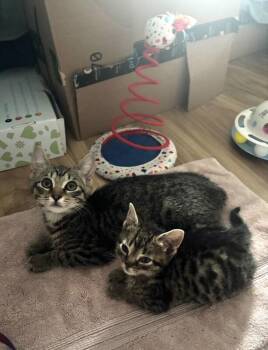 Theo -  Domestic Short Hair Cat for Adoption in North Babylon, New York - Theo | PetCurious