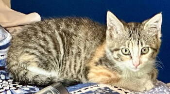 Rescue Domestic Short Hair Cats for Adoption in Powder Springs, Georgia - SWIFT | PetCurious