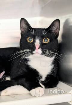 Indigo -  Domestic Short Hair Cat for Adoption in Flint, Michigan - Indigo | PetCurious