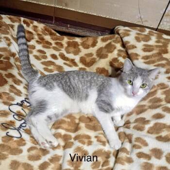 Vivian *Meet me at Eagan Petsmart* -  Domestic Short Hair Cat for Adoption in Buffalo, Minnesota - Vivian *Meet Me At Eagan Petsmart* | PetCurious