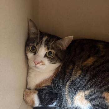 Domestic Short Hair Cats Available for Adoption in Louisville, Kentucky - Citrus | PetCurious