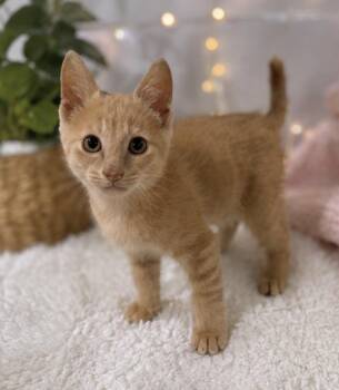 Telemachus -  Domestic Short Hair Cat for Adoption in Homer Glen, Illinois - Telemachus | PetCurious