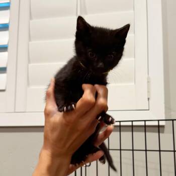 Lloyd Harris -  Domestic Short Hair Cat for Adoption in Eagle Mountain, Utah - Lloyd Harris | PetCurious