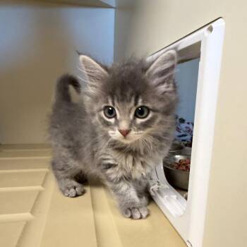 Lava Girl -  Domestic Short Hair Cat for Adoption in Cody, Wyoming - Lava Girl | PetCurious