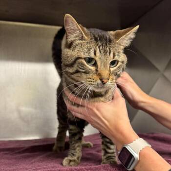 Domestic Short Hair Cats Available for Adoption in Edwardsville, Illinois - Murphysboro | PetCurious