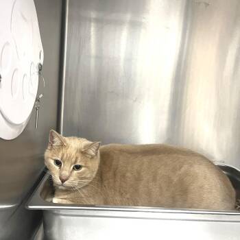 Domestic Short Hair Cats Available for Adoption - Simba | PetCurious