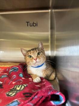Domestic Short Hair Cats Available for Adoption - Tubi | PetCurious