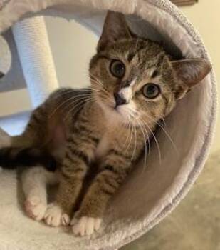 Autumn -  Tabby and Domestic Short Hair Cat for Adoption in Greensboro, North Carolina - Autumn | PetCurious