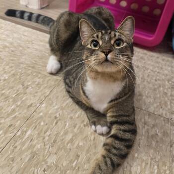 Domestic Short Hair Cats Available for Adoption in Warr Acres, Oklahoma - Jaime | PetCurious