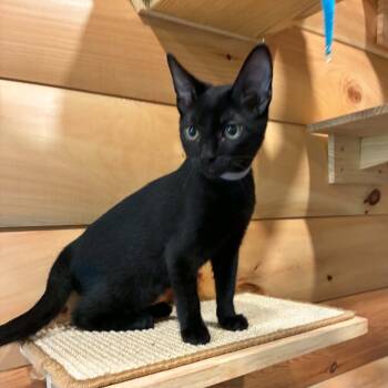 Shadow -  Domestic Short Hair Cat for Adoption in Hawley, Pennsylvania - Shadow | PetCurious