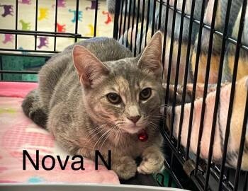 Rescue Domestic Short Hair Cats for Adoption in Sacramento, California - Nova N. | PetCurious