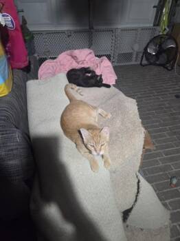 Rebel -  Domestic Short Hair Cat for Adoption in Liverpool, Texas - Rebel | PetCurious