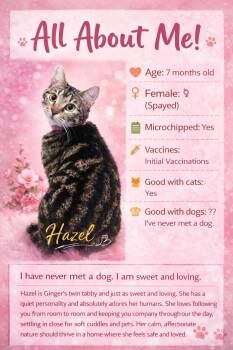 Domestic Short Hair Cats Available for Adoption - Hazel (Located At PetSmart Northwest Reno Mae Anne) | PetCurious