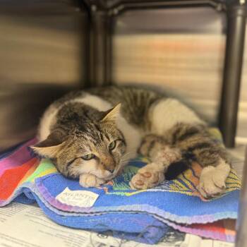 Domestic Short Hair Cats Available for Adoption - Agnew | PetCurious