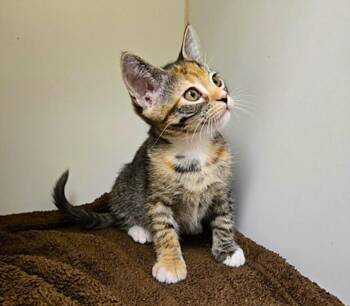 SHIRAZ -  Domestic Short Hair Cat for Adoption in Texas City, Texas - SHIRAZ | PetCurious