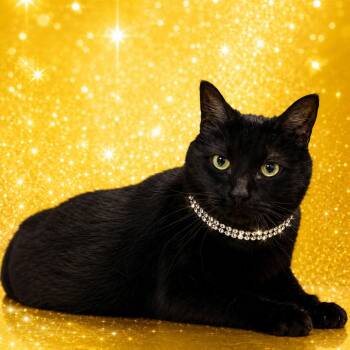 Pasta -  Domestic Short Hair Cat for Adoption in Binghamton, New York - Pasta | PetCurious