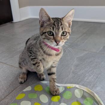 Jelly Donut -  Domestic Short Hair Cat for Adoption in Richmond, Virginia - Jelly Donut | PetCurious