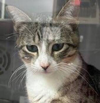 Milo (Kingfisher) -  Domestic Short Hair Cat for Adoption in Dayton, Minnesota - Milo (Kingfisher) | PetCurious