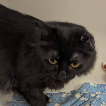 Isaac -  Domestic Long Hair Cat for Adoption in Jeffersonville, Indiana - Isaac | PetCurious