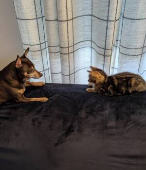 August -  Tabby Cat for Adoption in Cuyahoga Falls, Ohio - August | PetCurious