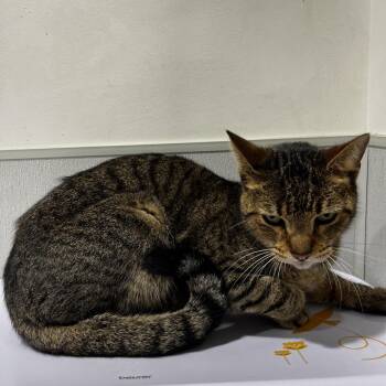 Domestic Short Hair Cats Available for Adoption in Tampa, Florida - Luke | PetCurious