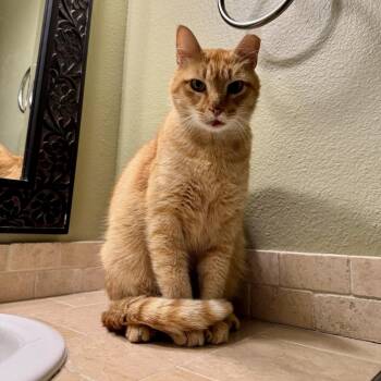 Domestic Short Hair Cats Available for Adoption in Baytown, Texas - Baby | PetCurious