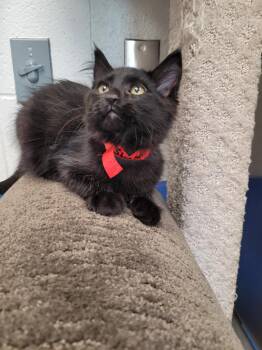 Stinson -  Domestic Long Hair Cat for Adoption in Logan, Utah - Stinson | PetCurious
