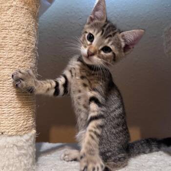 Juniper -  Domestic Short Hair Cat for Adoption in Liverpool, Texas - Juniper | PetCurious