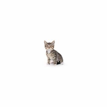 Hot Frito -  Domestic Short Hair Cat Available for Adoption in Los Angeles, California - Hot Frito | PetCurious