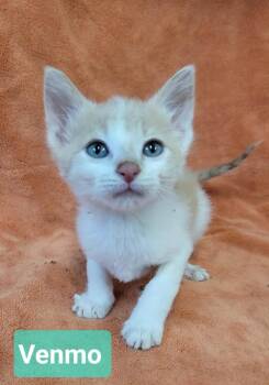 Venmo -  Domestic Short Hair Cat for Adoption in Richmond, Indiana - Venmo | PetCurious