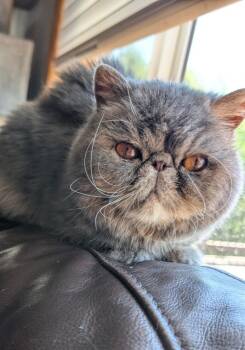 NOODLES -  Exotic Shorthair Cat for Adoption in Kenosha, Wisconsin - NOODLES | PetCurious